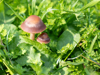 Mushrooms in nature, against the grass, close-up macro.