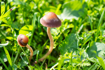 Mushrooms in nature, against the grass, close-up macro.