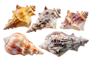 Collection of Five Assorted Seashells Representing Beach, Ocean, and Nature