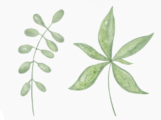 Watercolor Floral, watercolor green branches and leaves Illustration. Hand painted isolated on white background.
