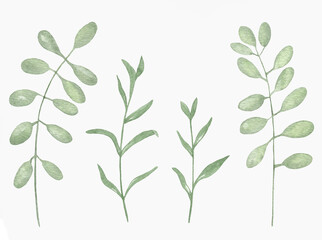 Watercolor Floral, watercolor green branches and leaves Illustration. Hand painted isolated on white background.