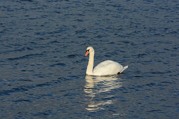 Fototapeta premium swan on the lake