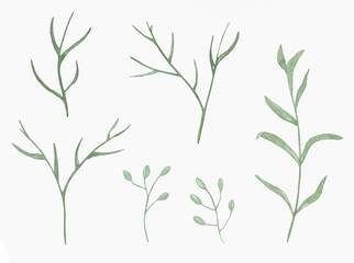 Fototapeta premium Watercolor Floral, watercolor green branches and leaves Illustration. Hand painted isolated on white background.