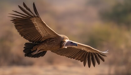 Obraz premium Close-Up Flight Of Cinereous Vulture At Jorbeer Conservation Reserve, Bikaner, Rajasthan, India: Stunning Image Of Aegypius Monachus In Full Wingspan.