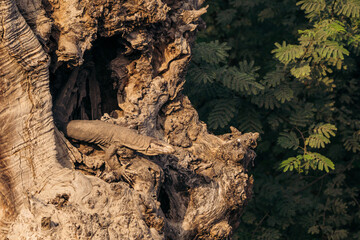 monitor lizard on the trunk whole of tree