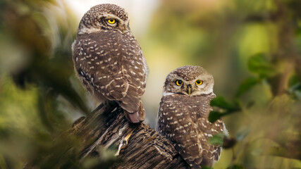pair of spotted owl perched on branch