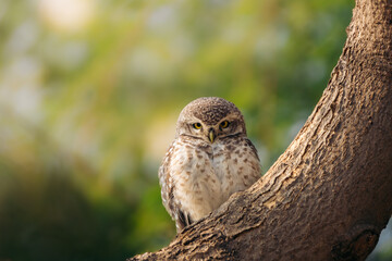owl isolated on tree branch