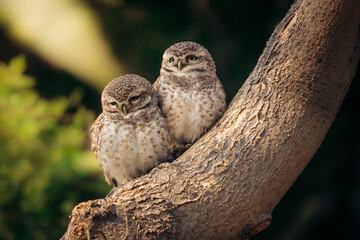 owls pair on tree branch