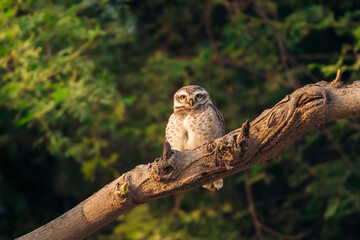owlet on a branch