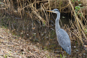 A Grey Heron Ardea cinerea stands alert at the edge of a reed-lined pond. Elegant wetland bird reflected softly in calm water.
