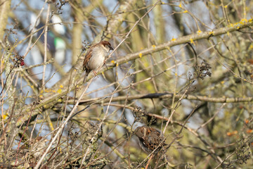 Several sparrows sit among thin winter branches, one near red berries. The small songbirds search the hedgerow for food.
