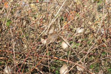 A crowded hedgerow is filled with resting sparrows among dry brambles. The flock blends into the tangle of stems.