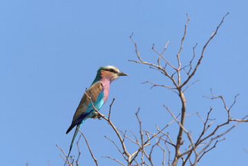 Lilac-breasted Roller (Coracias caudatus). Taken in Kruger National Park, South Africa.