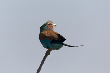 Lilac-breasted Roller (Coracias caudatus). Taken in Kruger National Park, South Africa.