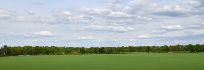 Russian rural nature panorama - field sown with grain and trees on the plain