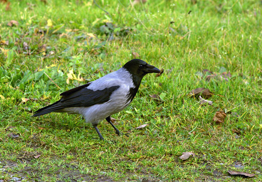 Gray crow on the grass