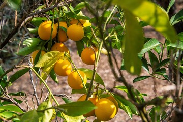 fresh orange fruits on a tree branch outdoors in Lebanon
