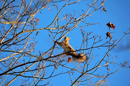 squirrel on a tree