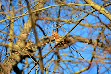squirrel on a tree