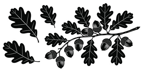 Detailed black and white illustration of oak branch with acorns and leaves isolated © Mst Zakia