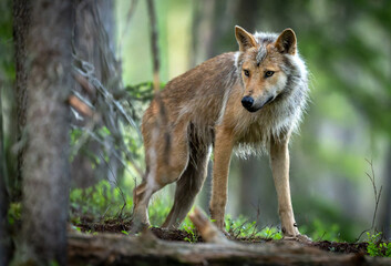 Obraz premium Grey wolf ( Canis lupus ) close up