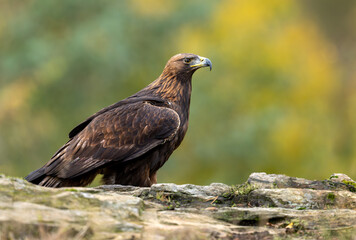 Golden Eagle (Aquila chrysaetos) close up