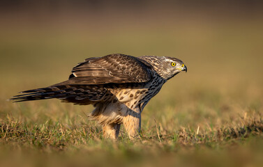Northern goshawk bird ( Accipiter gentilis )