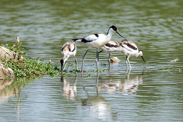 Pied Avocet