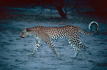 portrait of a leopard