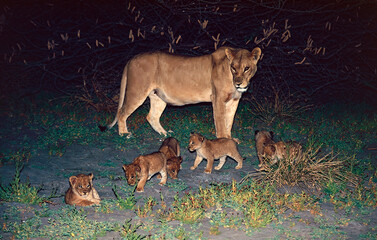 lioness and cubs