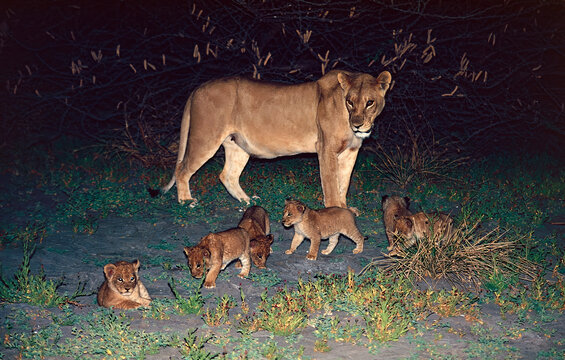 lioness and cubs