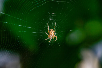 Spinne