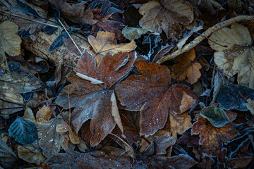 Close up of fallaen leves on ground in autumn