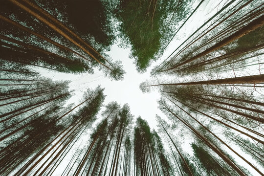 Looking up at towering forest trees creating natural canopy frame. Perspective view of tall tree trunks converging to sky point with green foliage radiating from center with copy space.