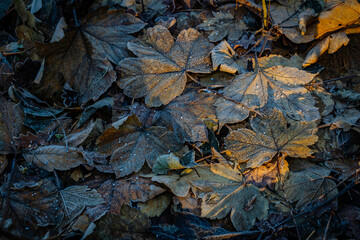 Close up of fallaen leves on ground in autumn