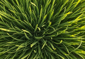 Fototapeta premium Yellow-green grass with detailed texture, ideal for rural backgrounds and seasonal designs.