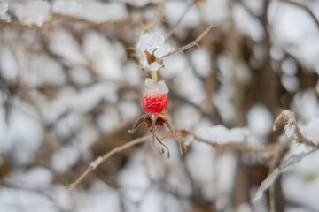 red rose hips covered with ice cap in a winter park