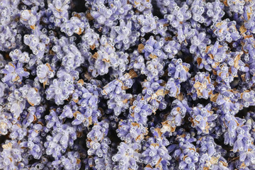 Background image: close-up texture of purple lavender flowers