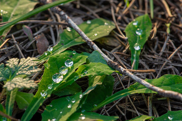 Perlas de agua sobre las hojas de la vegetación silvestre de un bosque de pinos tras una lluvia otoñal (Hinojos, Huelva, Andalucía, España).