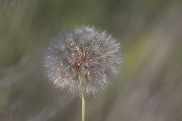 Dandelion in bloom