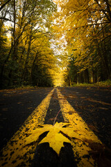 Rural road in fall colors