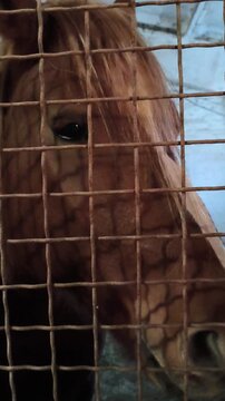 Horse stallion in stall. Breed Novooleksandrian Draught. Red with gray coat color. Close-up view of muzzle