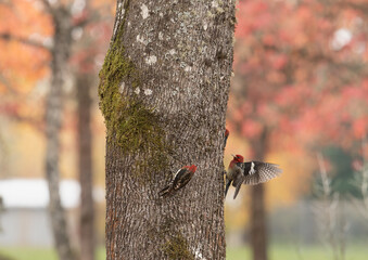 Red-breasted Sapsucker