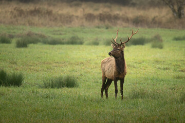 Roosevelt Elk bull