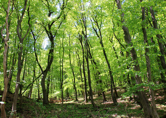 Obraz premium Zöld erdőben jártam, a Badacsony tetején