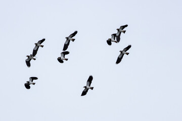 Northern lapwing (Vanellus vanellus) common in European farmland and wet grasslands