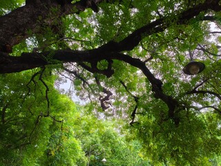 The branches that Shades you 