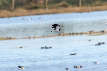 Northern lapwing (Vanellus vanellus) common in European farmland and wet grasslands