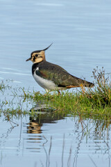 Northern lapwing (Vanellus vanellus) common in European farmland and wet grasslands