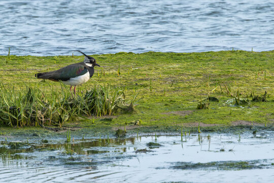 Northern lapwing (Vanellus vanellus) common in European farmland and wet grasslands